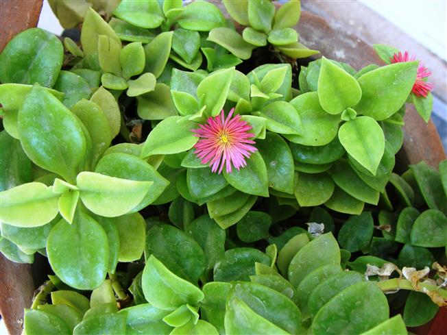 Mesembryanthemum cordifolium